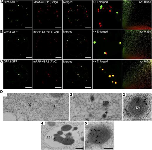 Subcellular Localization of GPA3 in Arabidopsis Protoplasts and Developing Subaleurone Cells.