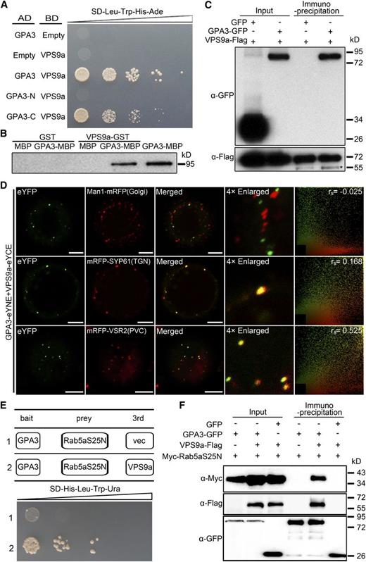 GPA3 Physically Interacts with Rice Rab5a via Its GEF VPS9a.