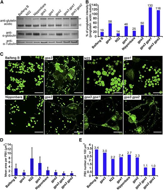 GPA3, GPA1/Rab5a, and GPA2/VPS9a Act Synergistically to Regulate Storage Protein Trafficking in Rice Endosperm.