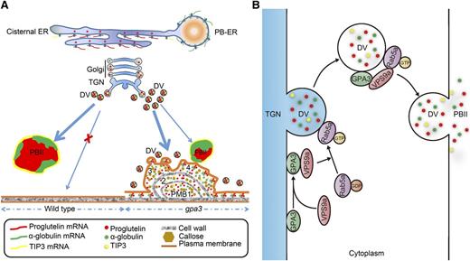 Working Model Depicting the Function of GPA3 in Vacuolar Protein Sorting in Rice Endosperm.