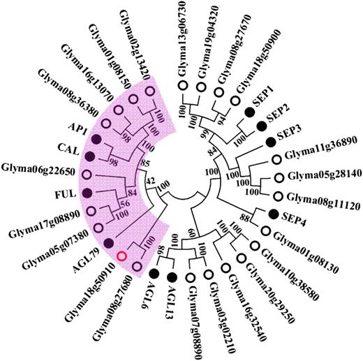 Phylogenetic Relationship of Closely Related Homologs of the Dt2 Candidate Gene in Soybean and Arabidopsis.