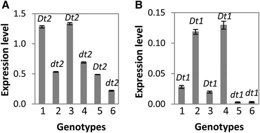 Expression of Dt1/dt1 and the Dt2/dt2 Candidate Gene in Apical Stem Tips of Different Genotypes Detected by qRT-PCR.