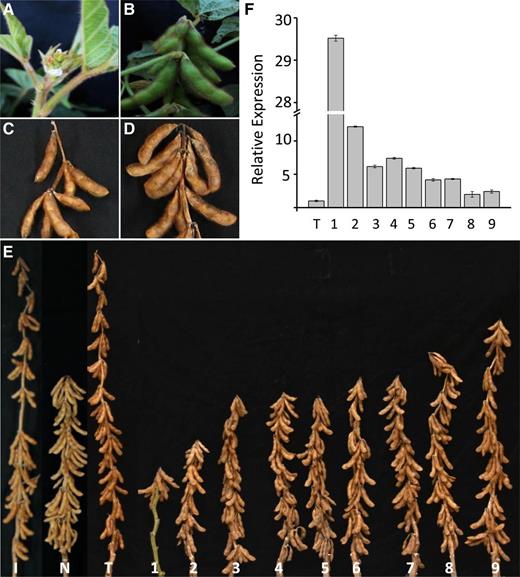 Overexpression of Transgene Dt2 in an Indeterminate Cultivar Resulting in Phenotypic Changes from Indeterminate to Semideterminate Types.