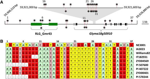 Nucleotide Differences in Dt2 and Its Flanking Intergenic Spaces That Distinguish NE3001 from IA3023 and Additional Indeterminate Varieties Examined.