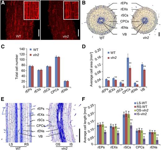 Asymmetrical Cell Expansion in the Twisted Region in vln2.