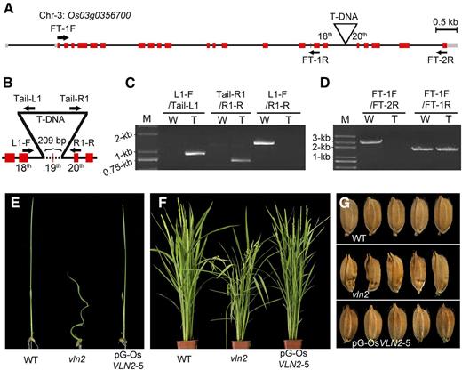 Cloning and Genetic Complementation of vln2.