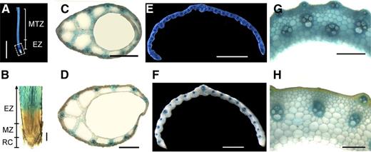 VLN2 Is Preferentially Expressed in Immature Tissues.