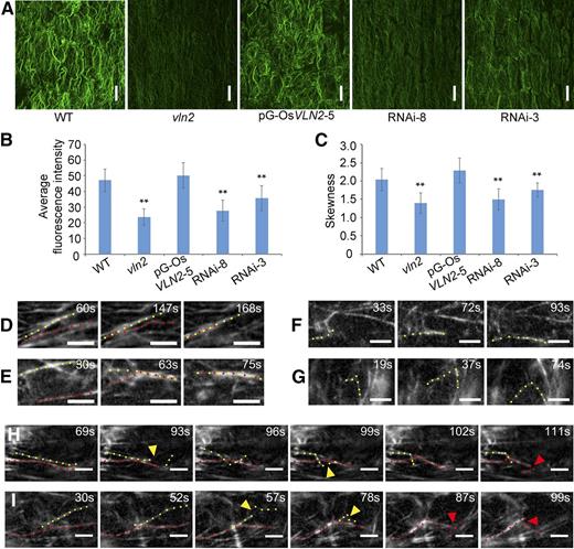 The Organization and Dynamics of the Actin Cytoskeleton Are Altered in vln2.