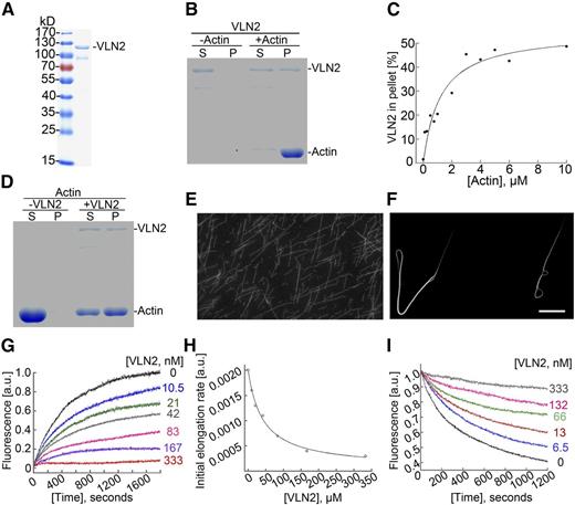 VLN2 Can Bundle and Cap MFs in Vitro.