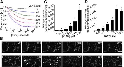 VLN2 Severs MFs in Vitro.