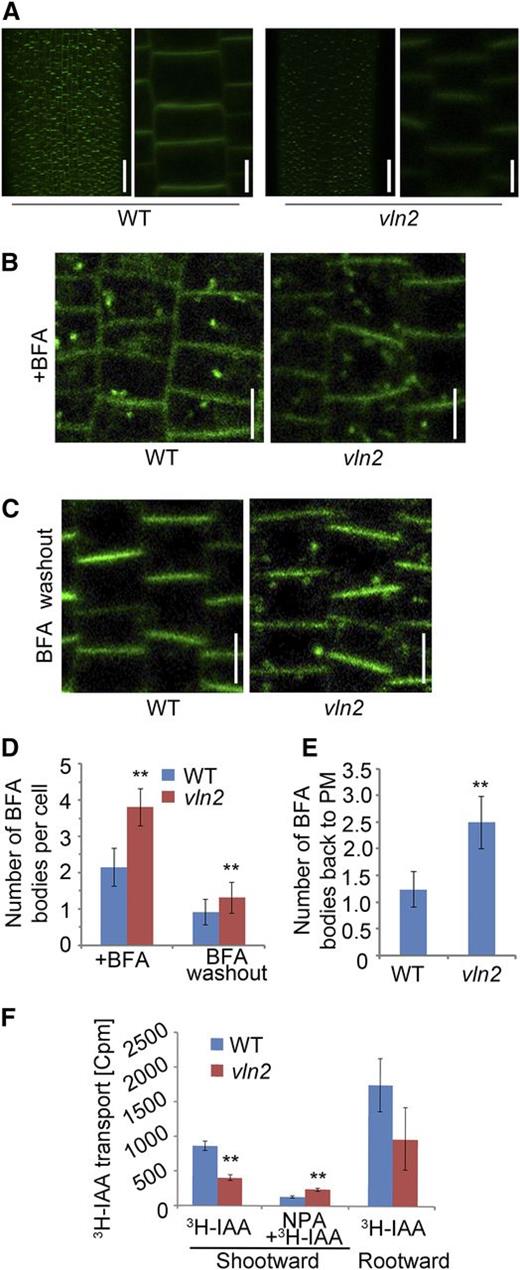 Increased Internalization of PIN2 and Reduced PAT in vln2.