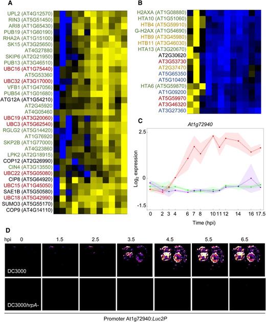 Analysis of Effector-Specific DEG Profiles Reveals Dynamic Changes in Functionally Related Genes and Possible ETI Responses.