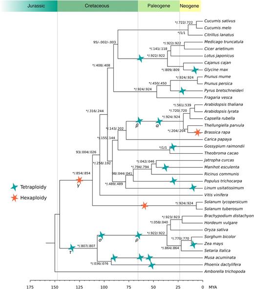 Angiosperm Species Tree.