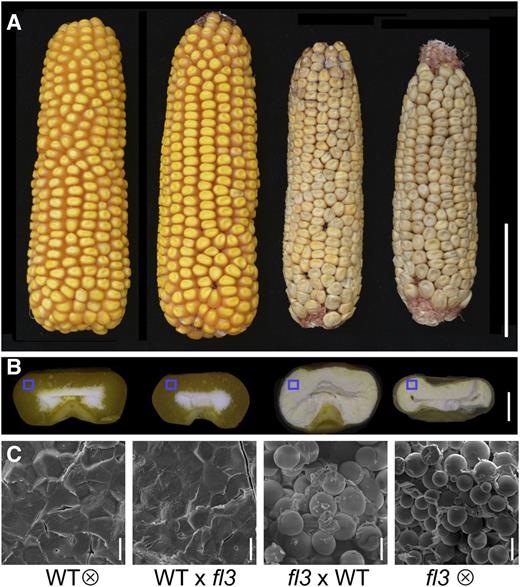 Kernel Phenotypes and Scanning Electron Microscopy of Starch Granules in WT, WT × fl3, fl3 × WT, and fl3.