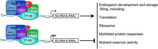 A Proposed Model for FL3/fl3 Controlling the Storage Filling in the Maize Endosperm.