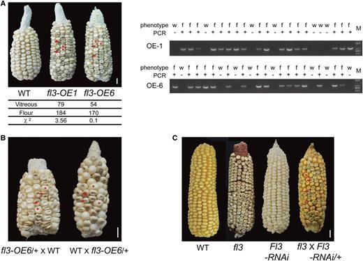 Transgenic Confirmation of fl3.