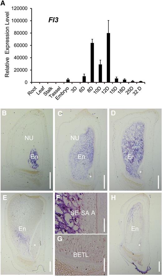 The Expression Pattern of Fl3.