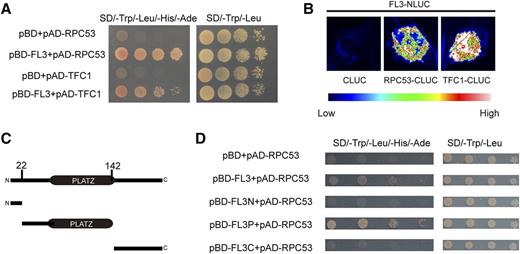 FL3 Interacts with RPC53 and TFC1.