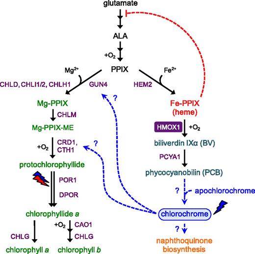 Crosstalk among Chlorophyll, Bilin, and Naphthoquinone Biosynthesis in Chlamydomonas.