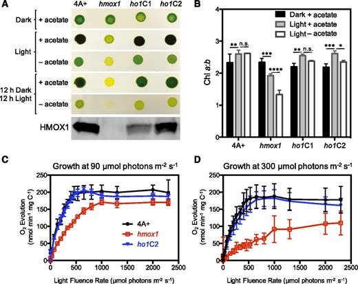 Growth Characteristics of hmox1 under Different Trophic Conditions.