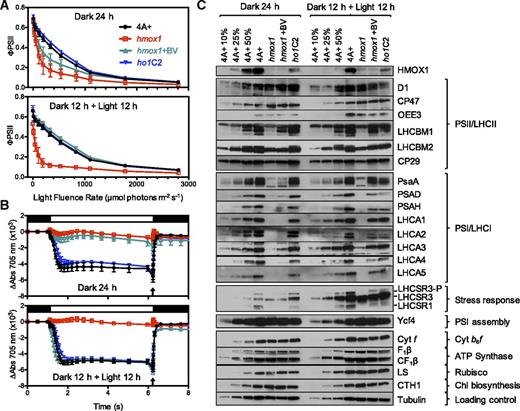 PSII and PSI Activities and Protein Abundance of Dark-Maintained and Light-Acclimated Cultures.