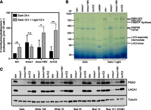 Effect of BV and Light Quality on Accumulation of Naphthoquinone Cofactors, Pigment-Protein Complexes, and Photosynthetic Proteins.
