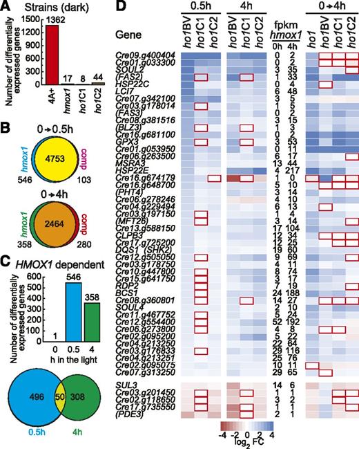 Transcriptome Profiling during Dark-to-Light Transition.