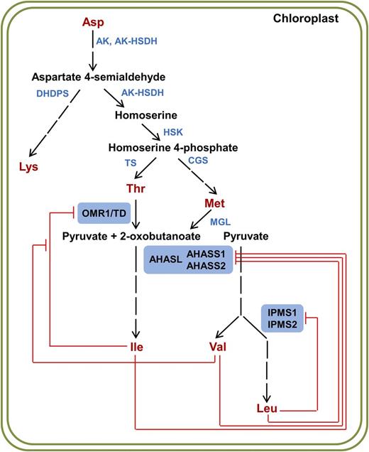 BCAA Biosynthetic Pathway with Documented in Vitro Allosteric Inhibition.