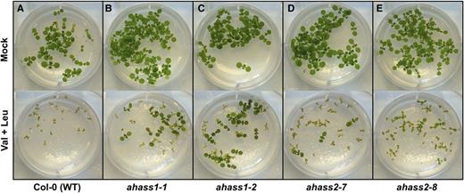 AHASS Genotype-Specific Seedling Responses to Val+Leu Treatment.