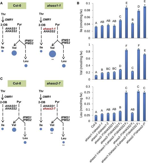 BCAA Profiling of ahass Loss-of-Function Single and Double Mutant Seedlings.