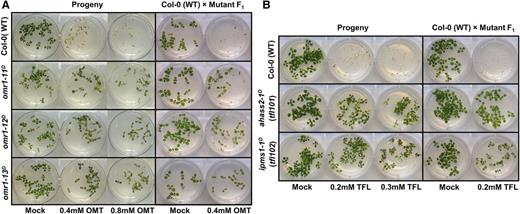 OMT- and TFL-Resistant Mutations Are Heritable and Behave as Dominant.