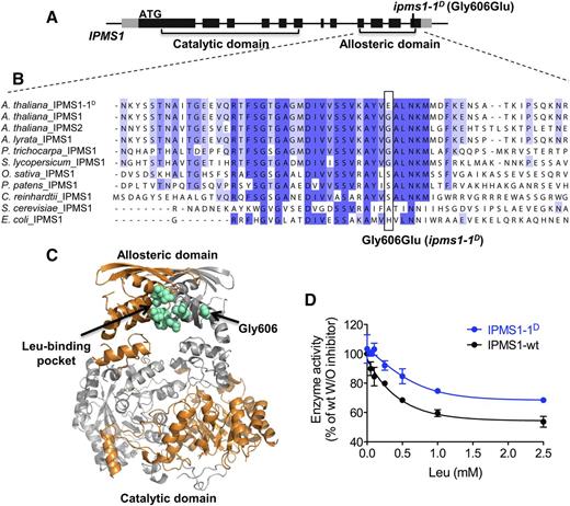 Characterization of the IPMS1-1D Mutant Enzyme.