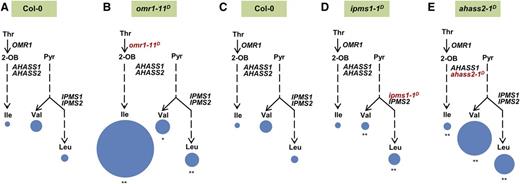 BCAA Profiles in omr1-11D, ipms1-1D, and ahass2-1D Mutant Seedlings.