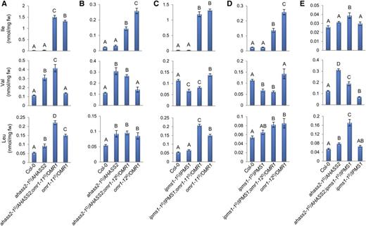 Single and Double Heterozygous Feedback-Resistant Mutant Seedling BCAA Concentrations.