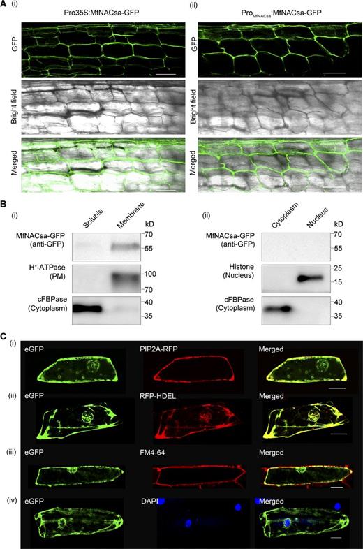 MfNACsa Is Associated with Membranes.
