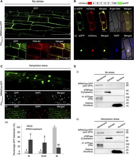 MfNACsa Is Translocated to the Nucleus under PEG-Imposed Dehydration Stress.