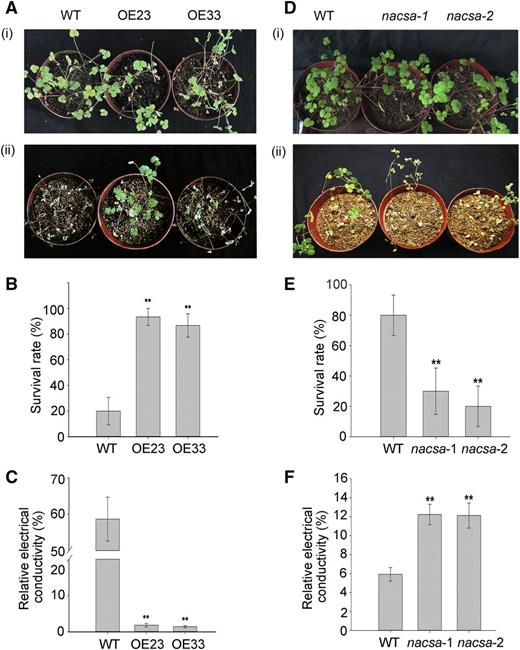 MfNACsa Plays a Positive Role in Drought Stress Tolerance.