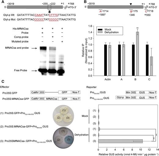 MfNACsa Directly Binds to the MtGlyI Gene Promoter to Activate Expression under Drought Stress.