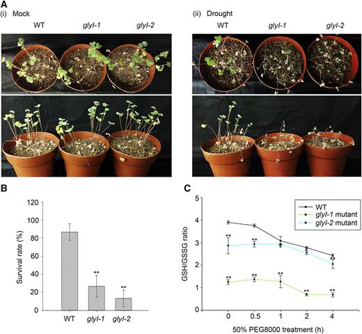 MtGlyI Is Necessary for Altering the GSH/GSSG Ratio in Response to Drought Tolerance.