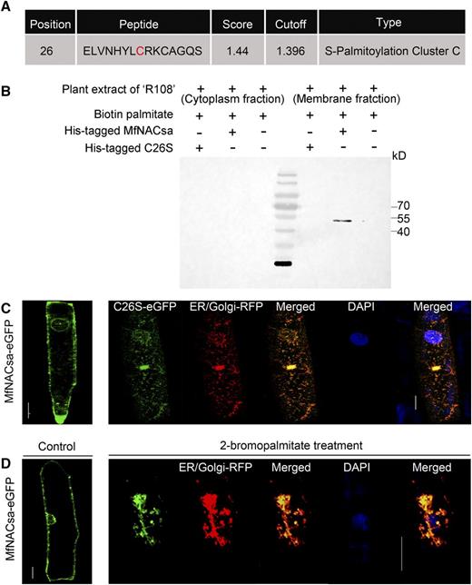 S-Palmitoylation at Cys26 Determines PM Targeting of MfNACsa Protein.