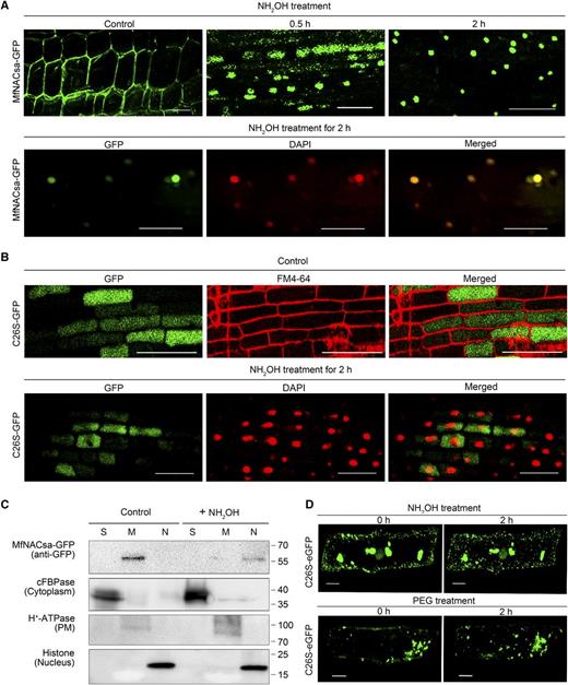 MfNACsa Is Translocated to the Nucleus through De-S-Palmitoylation.