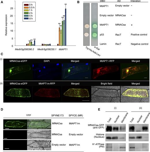 MtAPT1 Interacts with MfNACsa and Mediates the Nuclear Translocation of MfNACsa.