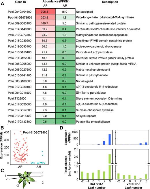 PotriKCS1 Expression Predicts Alkene Accumulation.