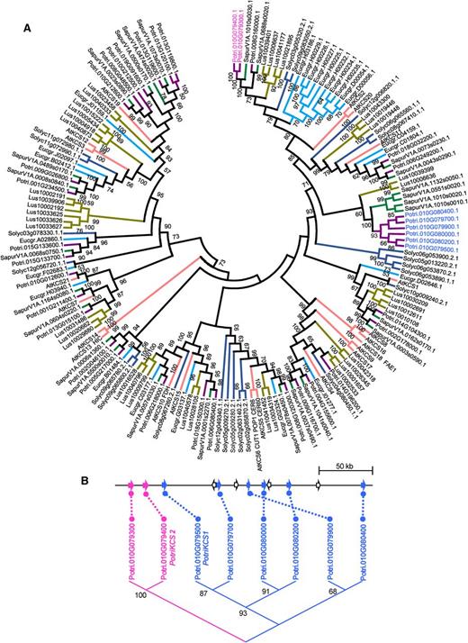 Phylogenetic Analysis of PotriKCS1.