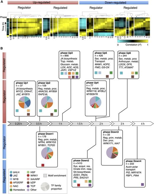Chronology of Changes in the MeJA-Triggered Gene Regulatory Network.