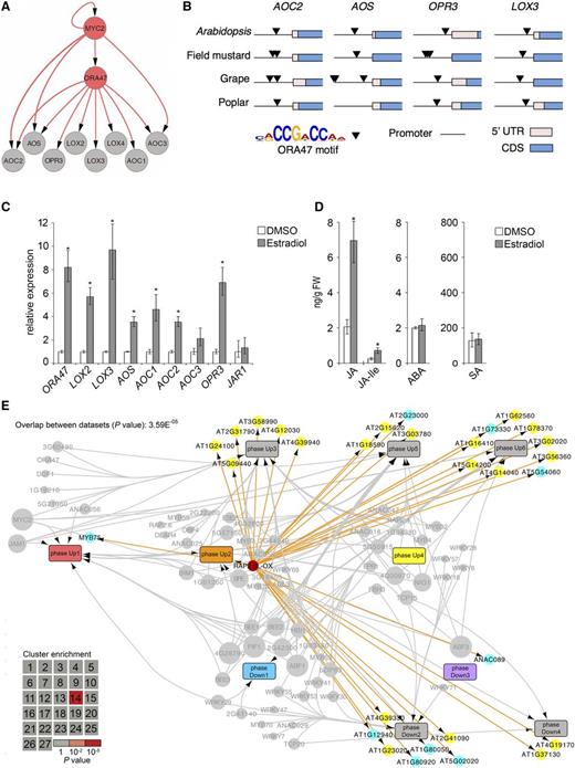 Prediction and Functional Analysis of JA-Controlled TF Subnetworks.