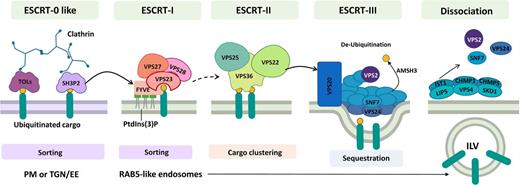 Endosome Maturation: An ESCRT Point of View.
