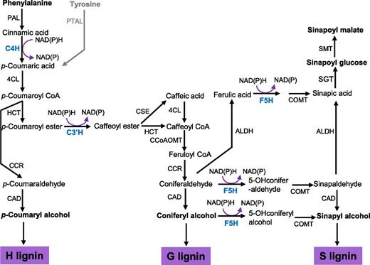 Simplified Scheme of the Phenylpropanoid-Lignin Biosynthetic Pathway, Illustrating Three P450 Enzyme-Catalyzed Hydroxylation Reactions in Monolignol Biosynthesis.