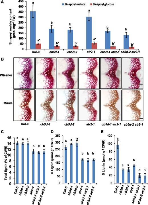 Characterization of CB5D and CPR Mutants.
