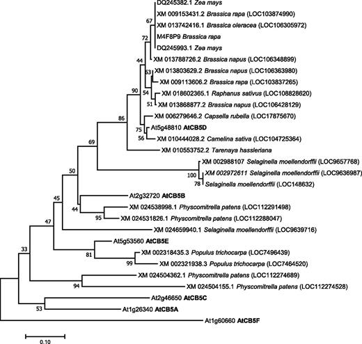 Phylogenetic Relationship of Arabidopsis Cytochrome b5 and Related Putative Homologs (of AtCB5D) across Land Plants.
